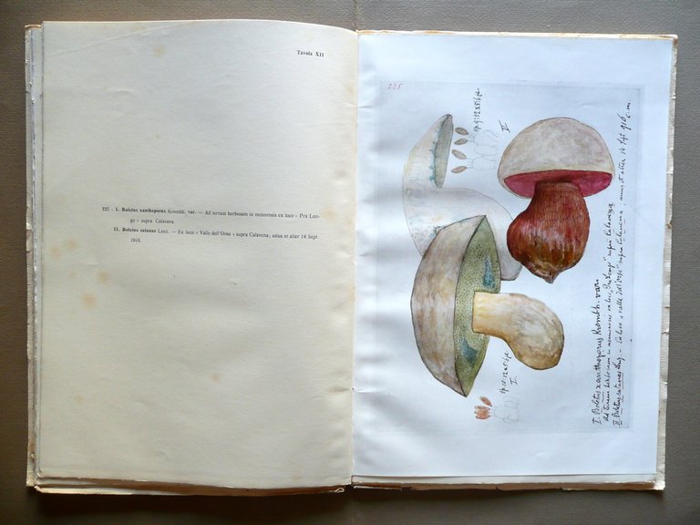 L'Opera Botanica del Prof. Caro Massalongo Tipografica Veronese 1929 Tregnago