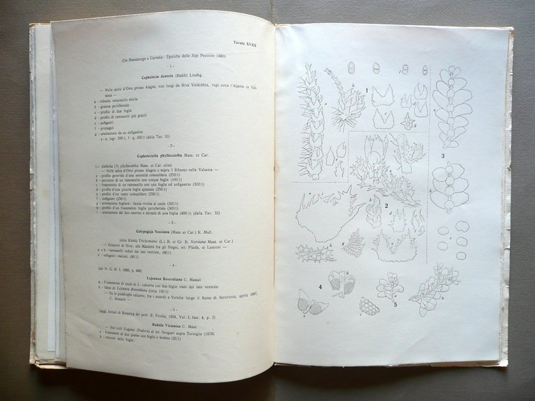 L'Opera Botanica del Prof. Caro Massalongo Tipografica Veronese 1929 Tregnago