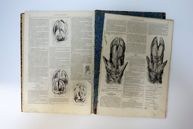 La Chasse Illustree Journal 50 Numeri Completi 1870-1871 1873 Tavole