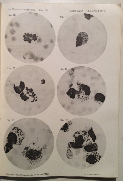 La Clinica Veterinaria Numero Straordinario Onoranze Prof Pietro Oreste 1912 | Immagine Gallery 5