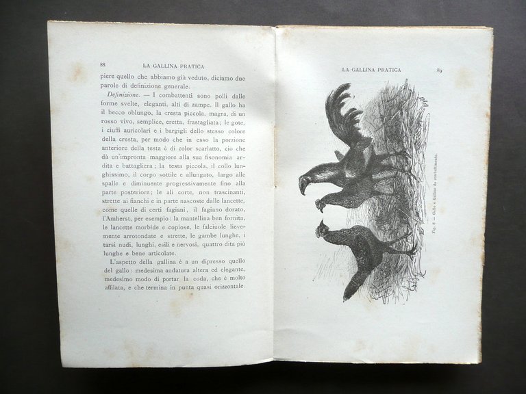 La Gallina Pratica di un Pratico E. Leroy Brero Torino …