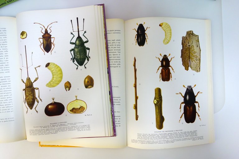 Le Avversità delle Piante Agrarie Goidanich REDA Roma 1959-65 5 … | Immagine Gallery 3