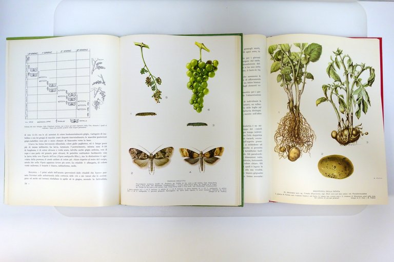 Le Avversità delle Piante Agrarie Goidanich REDA Roma 1959-65 5 … | Immagine Gallery 4