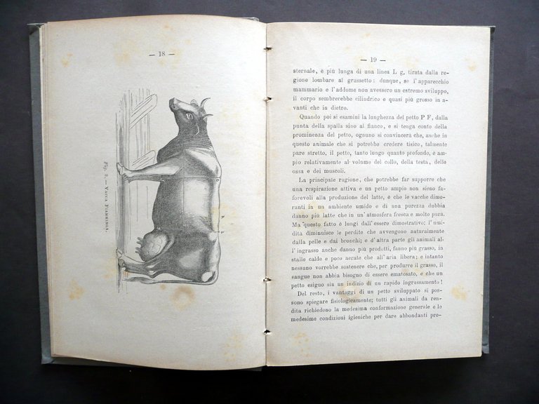 Le Vacche da Latte Magne Cassella Manuali Pierro Napoli 1896 … | Immagine Gallery 6