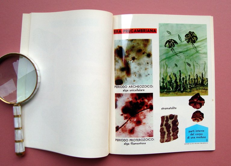 Leftwich Vita nella Preistoria 12 trasparenti a colori didattica esercizi …