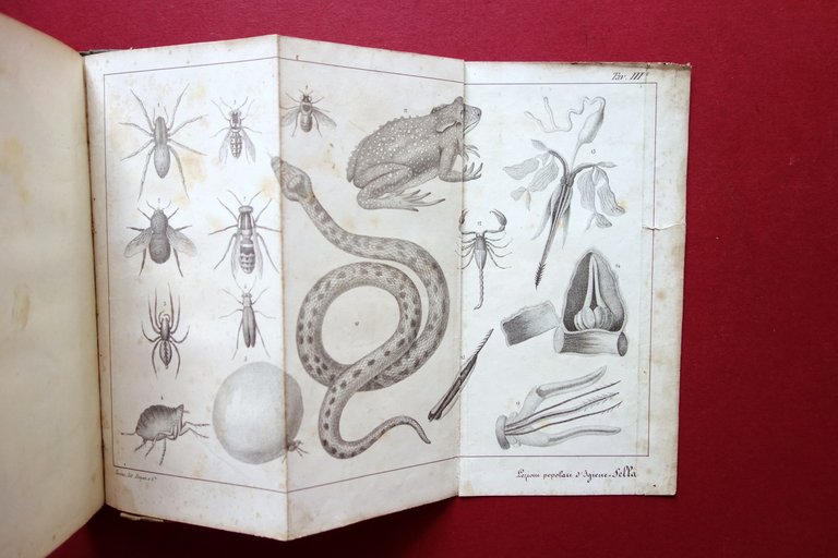 Lezioni Popolari di Igiene Rurale e Privata A. Sella Fecia … | Immagine Gallery 3