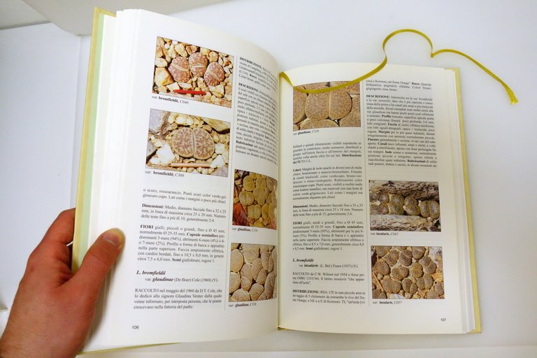 LITHOPS SASSI FIORITI DESMOND T. COLE ROWLEY MONTANARI 1998
