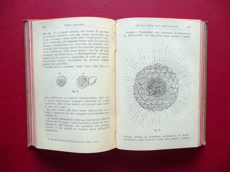 Luce e Salute Fototerapia Radioterapia Bellini Hoepli Milano 1903 1∞ … | Immagine Gallery 5