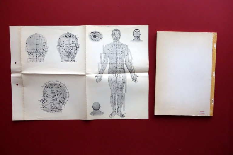 Malattie degli Organi e dei Visceri Centro Studi Agopuntura Milano … | Immagine Gallery 2