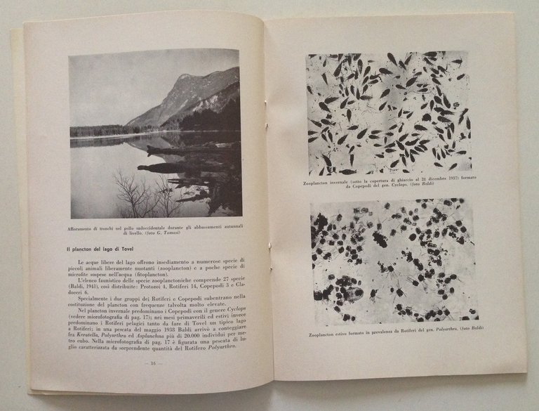 Marchesoni Estratto da Natura Alpina N. 2 1959 La Val …