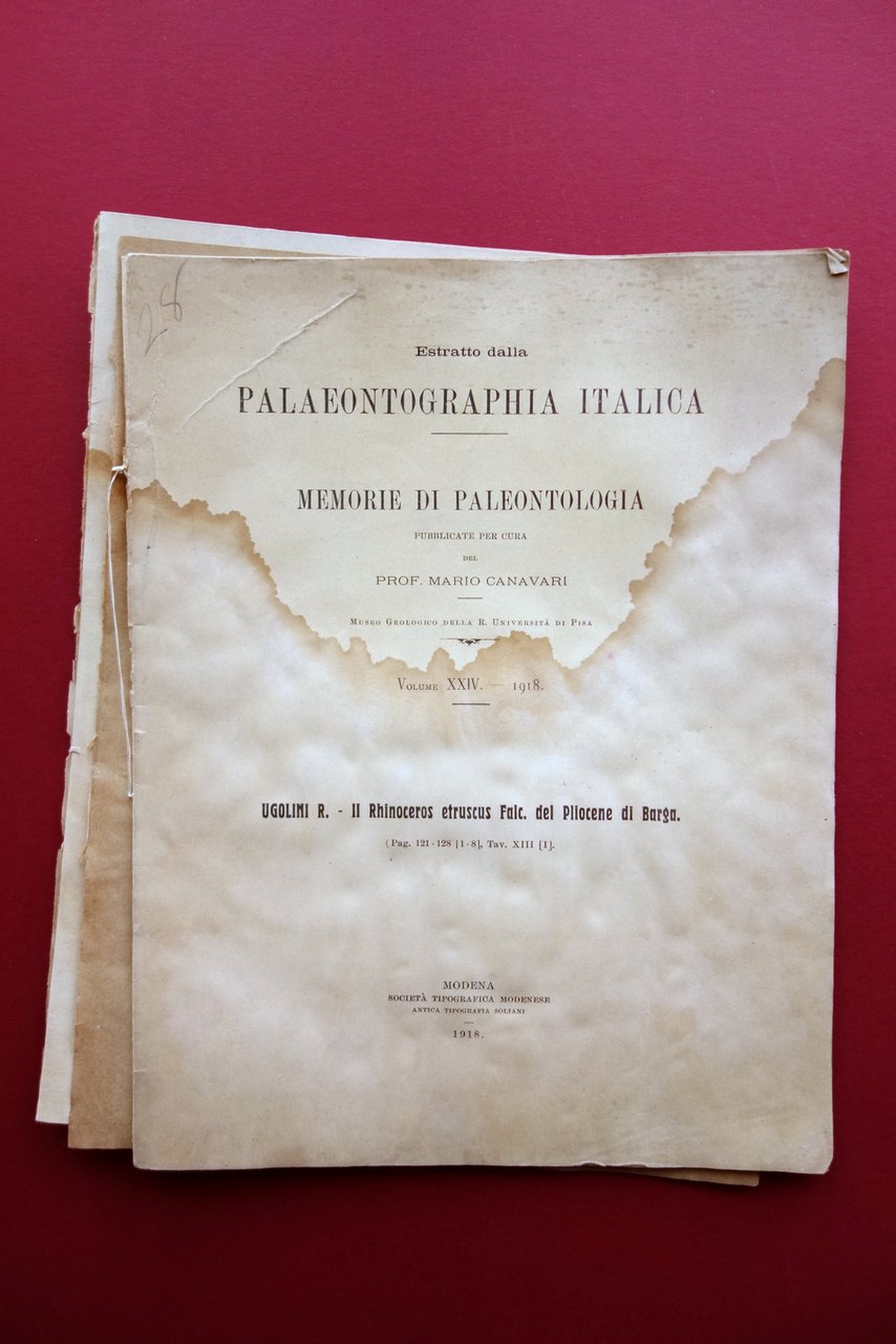 Memorie di Paleontologia Rhinoceros Etruscus Pliocene di Barga Modena 1918 | Immagine principale