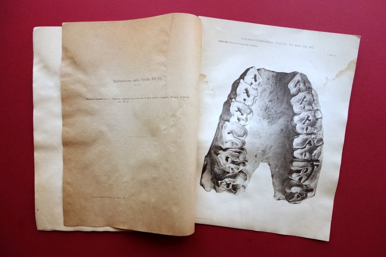 Memorie di Paleontologia Rhinoceros Etruscus Pliocene di Barga Modena 1918 | Immagine Gallery 2