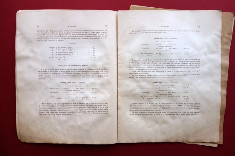 Memorie di Paleontologia Rhinoceros Etruscus Pliocene di Barga Modena 1918 | Immagine Gallery 3