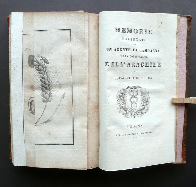 Memorie Varie Risguardanti La Migliore Agricoltura Vincenzi Modena 1837 Savani | Immagine Gallery 9