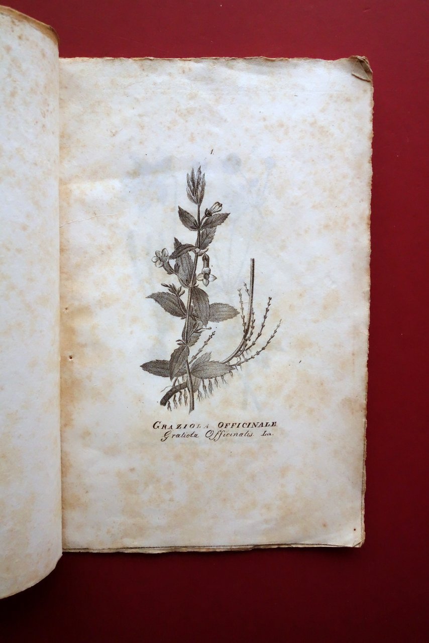 Opuscolo Album 13 Incisioni Piante Officinali Met‡ '800 Belladonna Elleboro