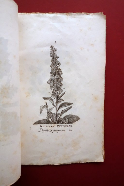Opuscolo Album 13 Incisioni Piante Officinali Met‡ '800 Belladonna Elleboro
