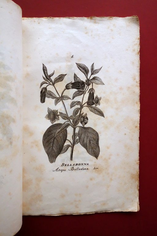 Opuscolo Album 13 Incisioni Piante Officinali Met‡ '800 Belladonna Elleboro