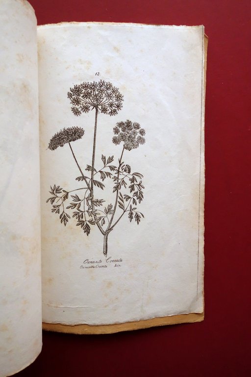 Opuscolo Album 13 Incisioni Piante Officinali Met‡ '800 Belladonna Elleboro