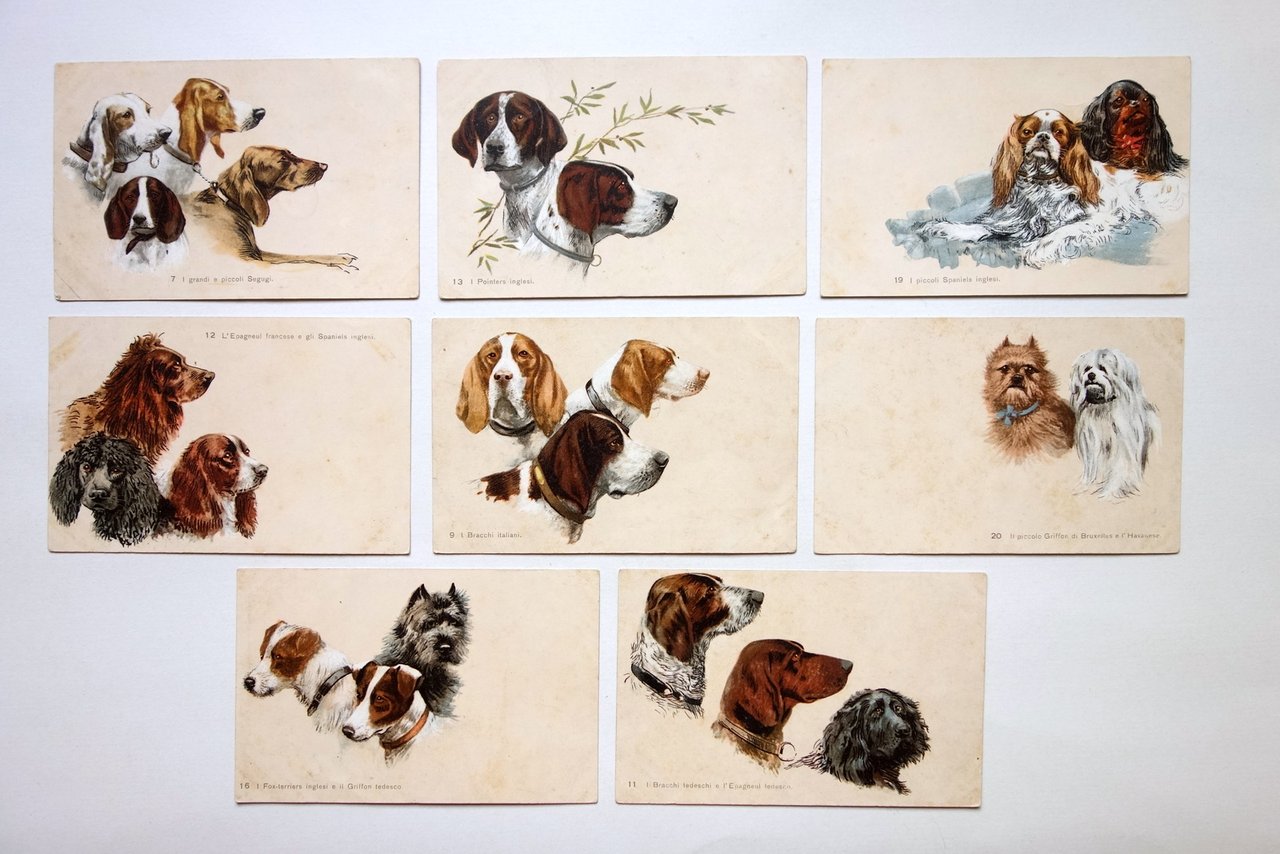 Otto Cartoline Razze Canine Cani Cromolitografia Officine Ricordi Non Viaggiate