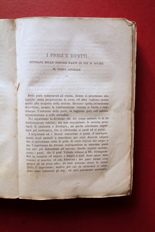 Pregi e Difetti degli Animali Domestici Gaudenzio Cavagna Salvi Milano …
