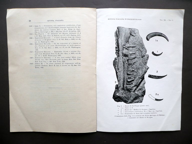 Primo Rinvenimento di Odontoceto nello Schlier Appennino Modenese Montanaro 1934