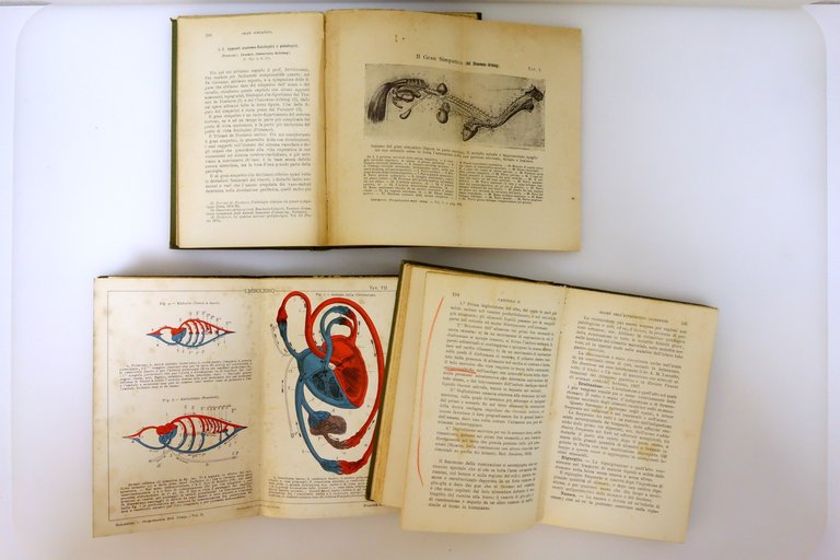 Propedeutica Medica Comparata degli Animali e Uomo Vallardi 3 Volumi … | Immagine Gallery 4