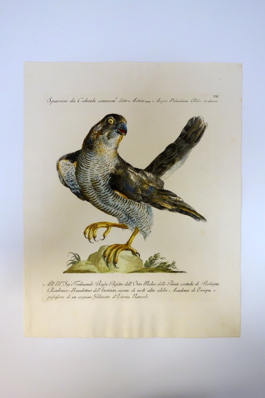 Sparviere da Colombi detto Astore Incisione Manetti Saverio Storia degli …