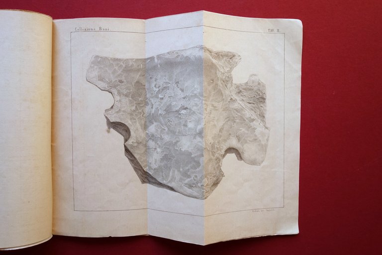 Sulle Terremare e Palafitte Modenesi C. Boni Avanzi Animali G. …