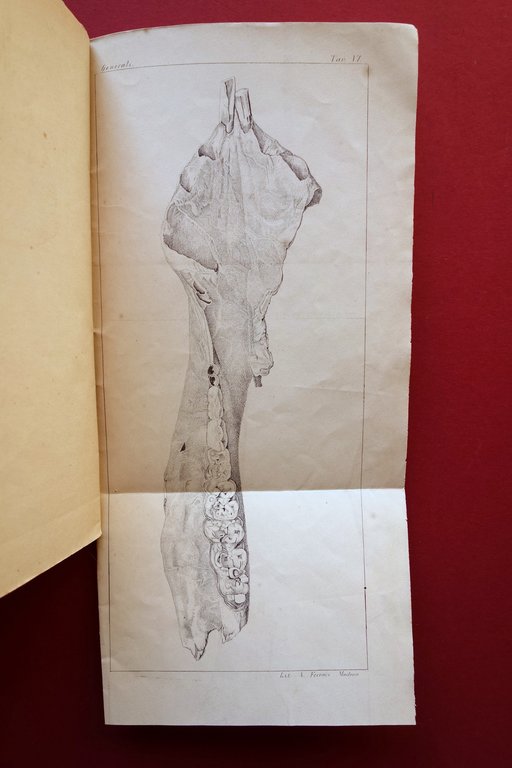 Sulle Terremare e Palafitte Modenesi C. Boni Avanzi Animali G. …