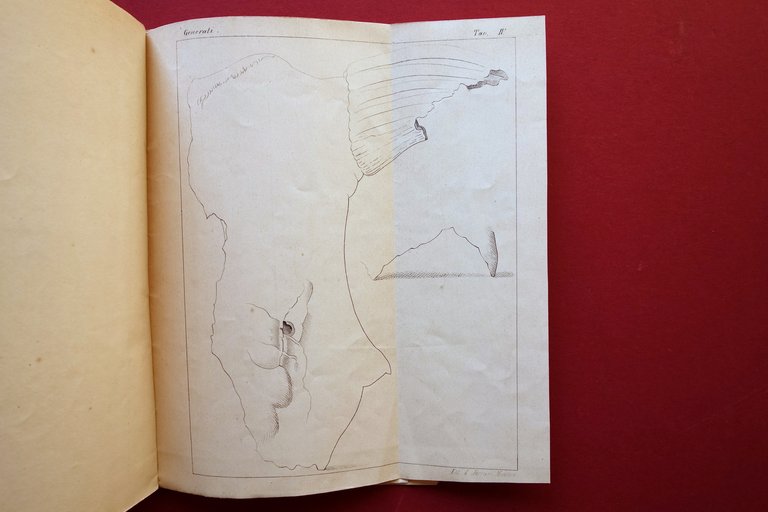 Sulle Terremare e Palafitte Modenesi C. Boni Avanzi Animali G. …