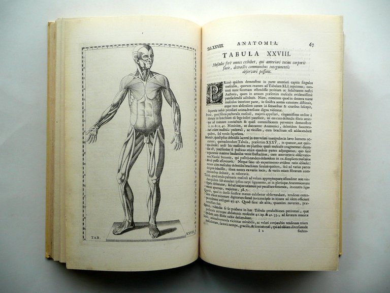 Tabulae Anatomicae Bartholomaei Eustachii Wetstenios Amsterdam 1722 Anastatica