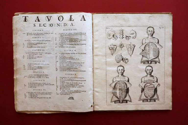 Tavole Anatomiche del Veslingio Spiegate in Lingua Italiana Conzatti Padova …