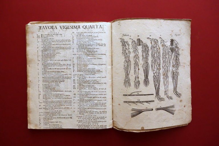 Tavole Anatomiche del Veslingio Spiegate in Lingua Italiana Conzatti Padova …