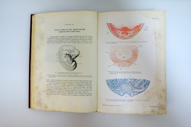 Trattato di Anatomia Veterinaria AA.VV. Vallardi Milano 1909 3 Voll. … | Immagine Gallery 4