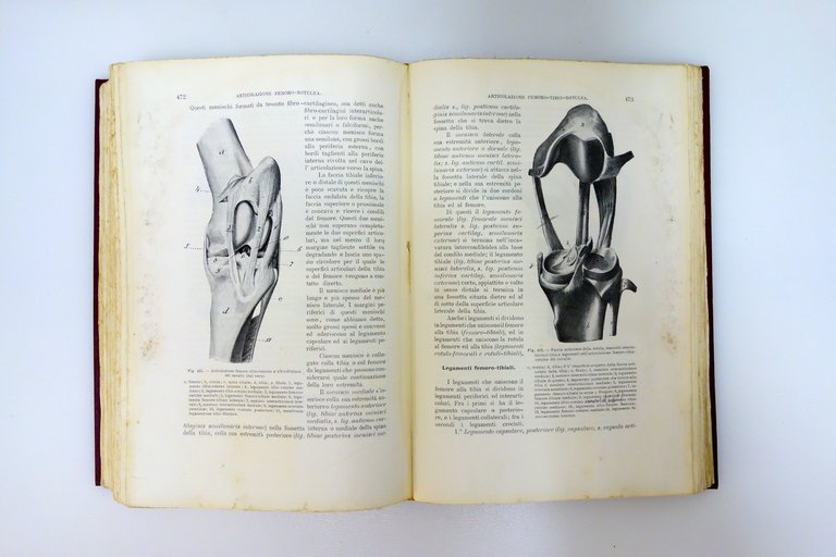 Trattato di Anatomia Veterinaria AA.VV. Vallardi Milano 1909 3 Voll. … | Immagine Gallery 5