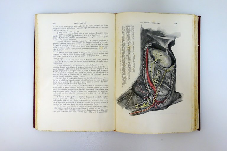 Trattato di Anatomia Veterinaria AA.VV. Vallardi Milano 1909 3 Voll. … | Immagine Gallery 6