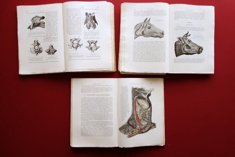 Trattato di Anatomia Veterinaria AA. VV. Vallardi Milano 1909 3 …