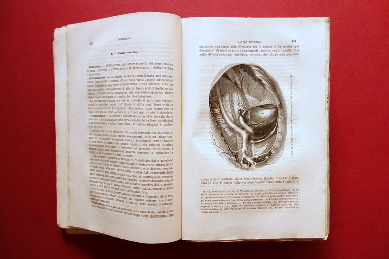 Trattato di Zootecnia A. Sanson Fratelli Dumolard Milano 1880 | Immagine Gallery 5