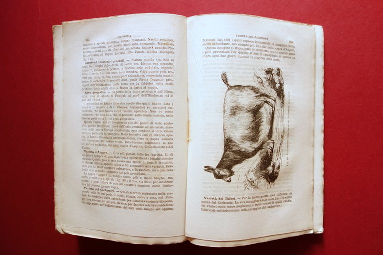 Trattato di Zootecnia A. Sanson Fratelli Dumolard Milano 1880 | Immagine Gallery 6