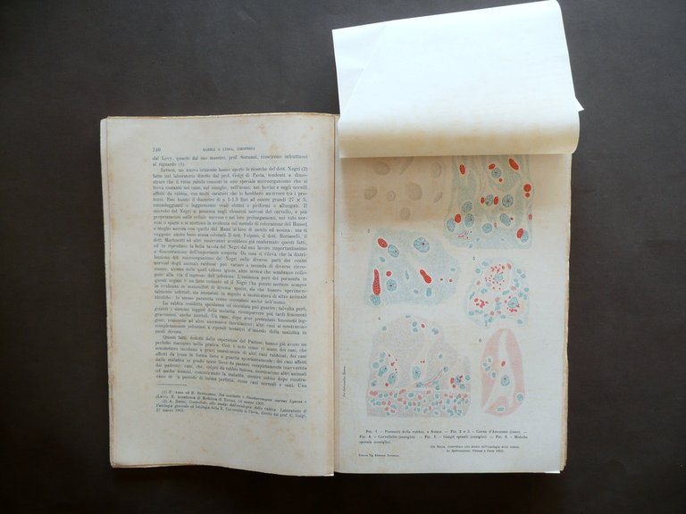 Trattato Teorico Pratico Malattie pi˘ Comuni degli Animali Domestici UTET … | Immagine Gallery 5