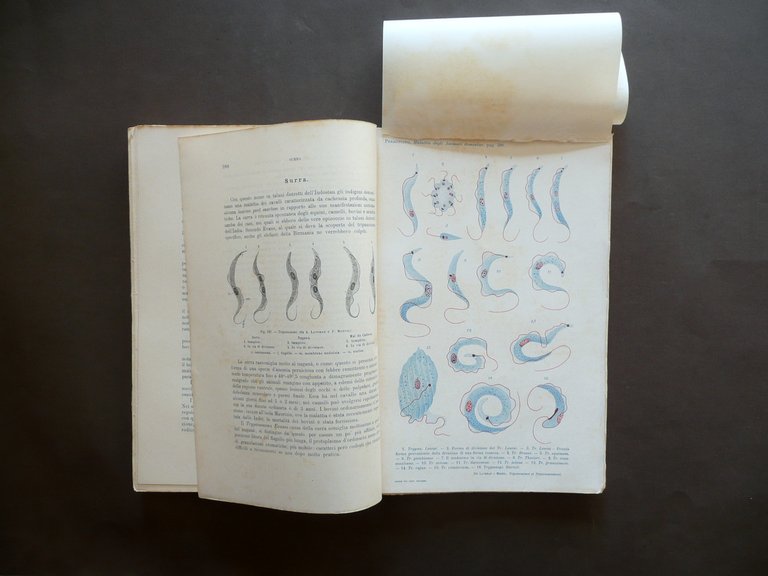 Trattato Teorico Pratico Malattie pi˘ Comuni degli Animali Domestici UTET … | Immagine Gallery 6