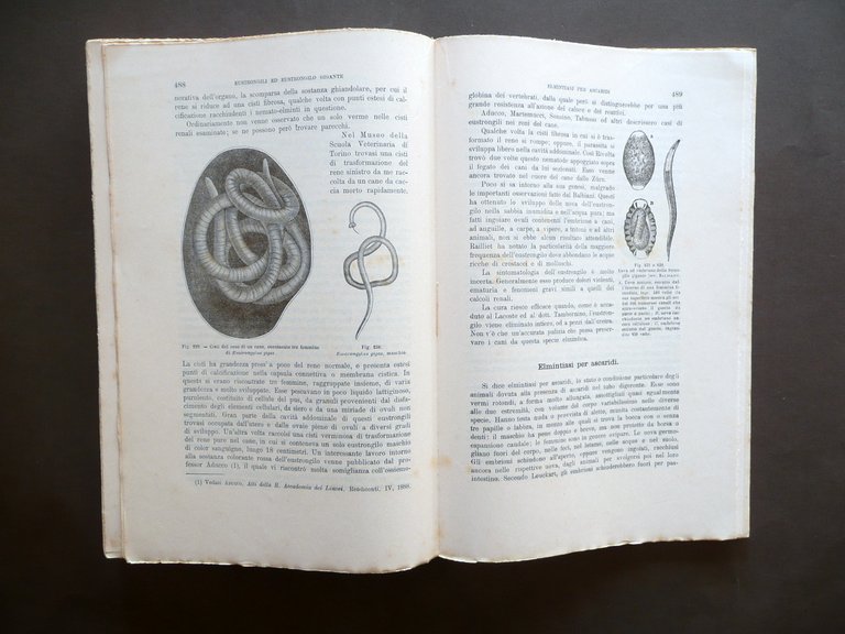 Trattato Teorico Pratico Malattie pi˘ Comuni degli Animali Domestici UTET … | Immagine Gallery 7