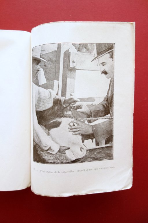 Tuberculose Bovine Extrait du Rapport au Ministre Ramon Bidart Buenos … | Immagine Gallery 6