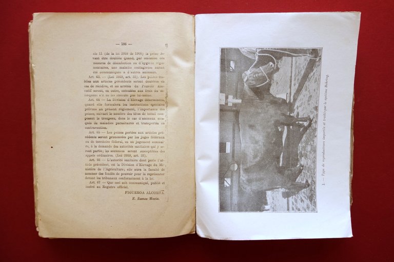 Tuberculose Bovine Extrait du Rapport au Ministre Ramon Bidart Buenos … | Immagine Gallery 7