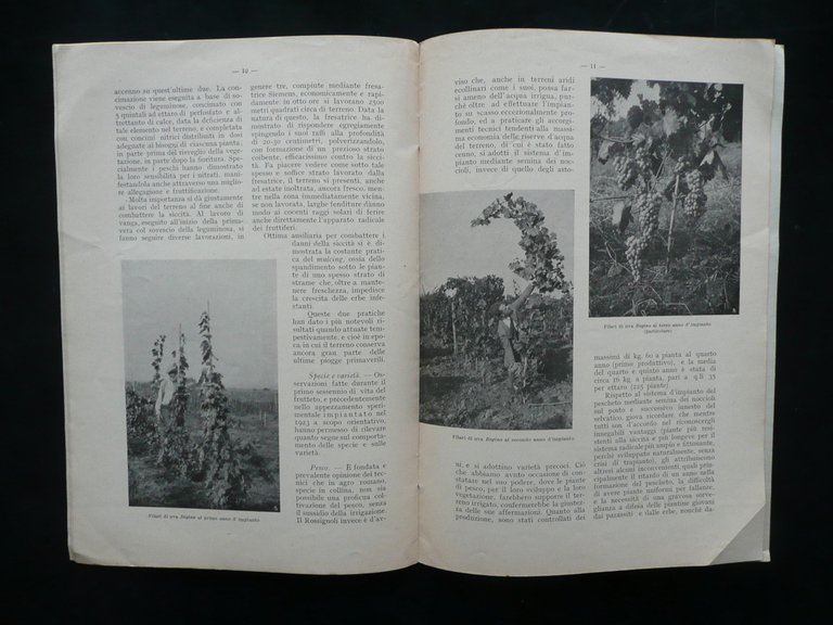 Un Esperimento di Frutticoltura Industriale nell'Agro Tiburtino Pasquali 1934
