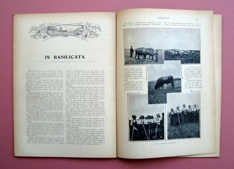 Varietas N 65 Settembre 1909 In Basilicata Ocello Lucano