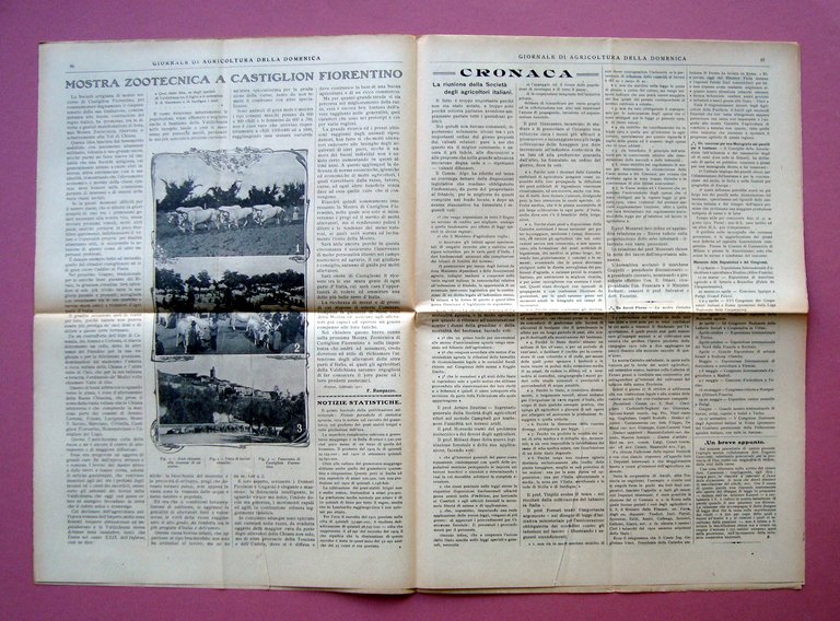 Zootecnia Marchigiana Giornale Agricoltura della Domenica 1911