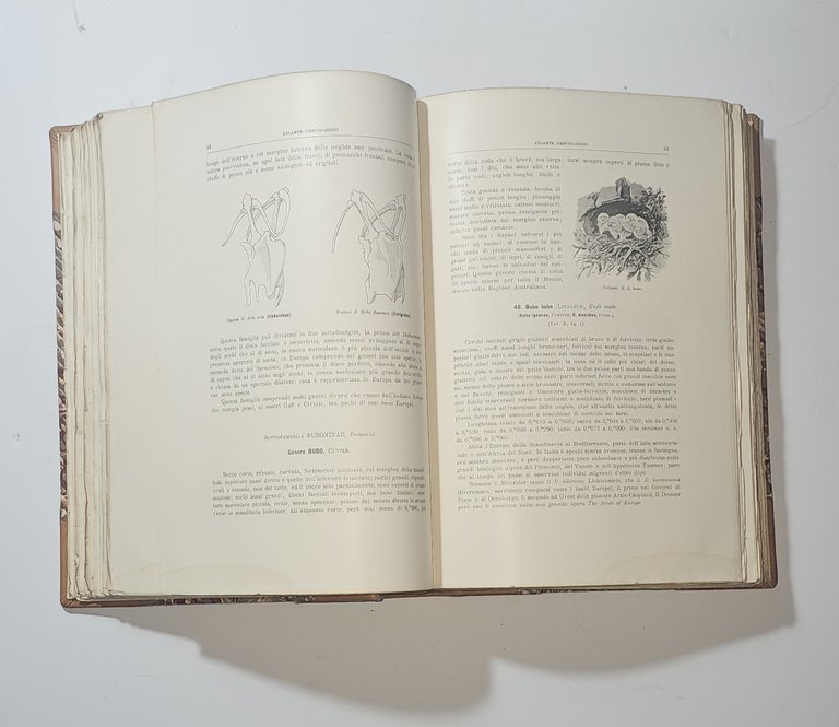 Atlante Ornitologico Uccelli Europei Arrigoni Degli Oddi Hoepli 1902 | Immagine Gallery 3