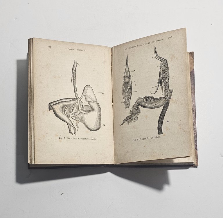 Gerolamo Boccardo – Novità della scienza – Milano, 1878 – … | Immagine Gallery 2