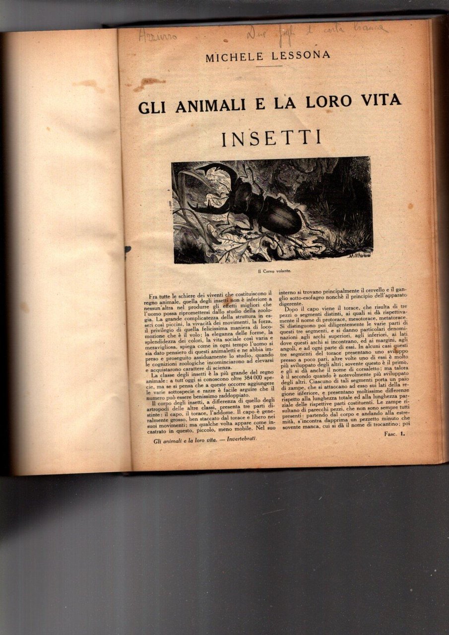 GLI ANIMALI E LA LORO VITA INSETTI